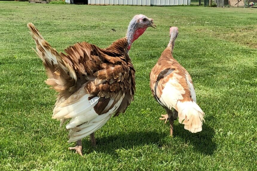 how-do-you-determine-the-gender-of-your-turkeys-meyer-hatchery