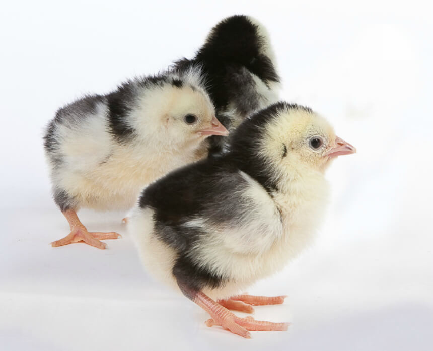 Day Old Chick Identification – Meyer Hatchery