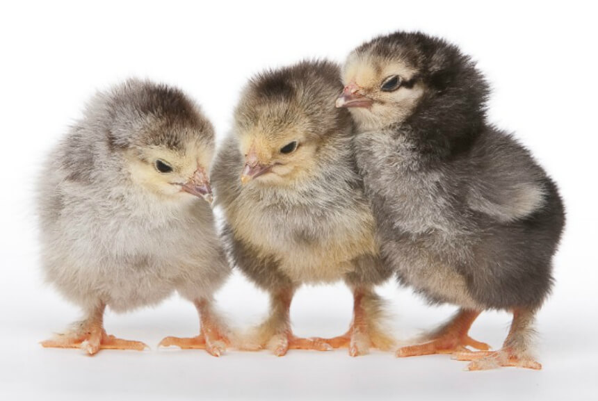 Chick Identification Picture Chart