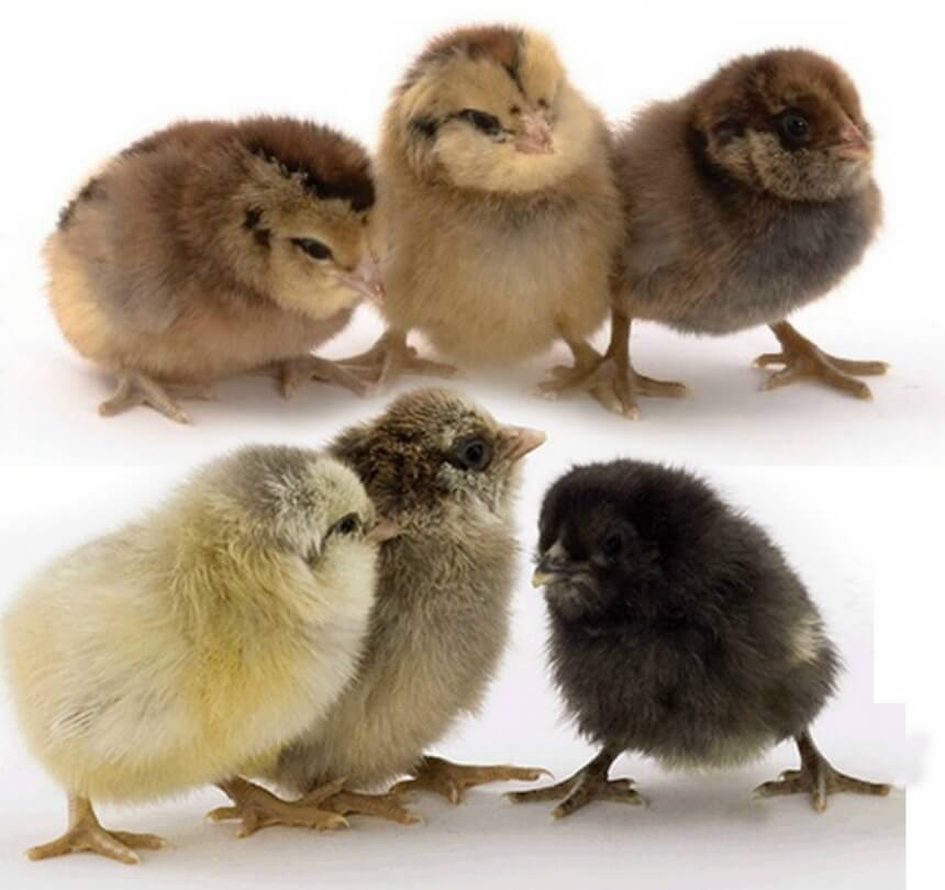 Chick Identification Picture Chart