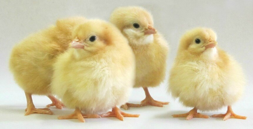 yellow chickens breeds