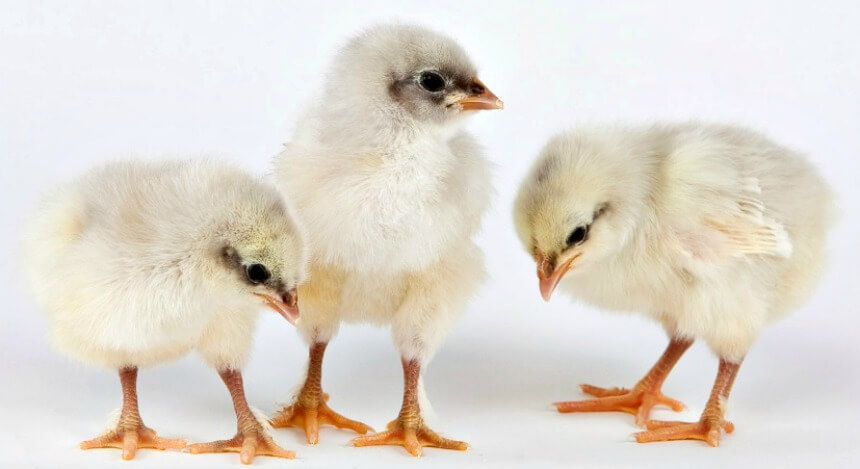 Day Old Chick Identification – Meyer Hatchery