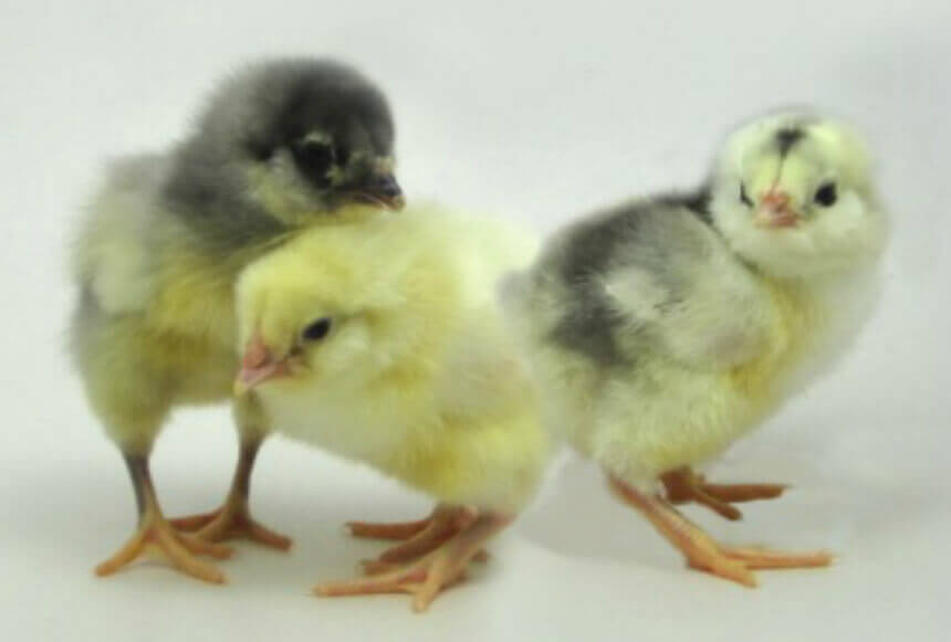 Day Old Chick Identification – Meyer Hatchery