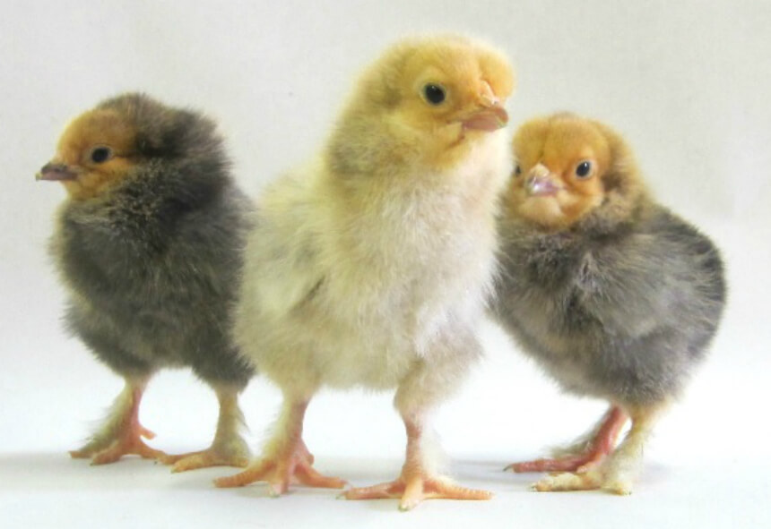 Day Old Chick Identification – Meyer Hatchery