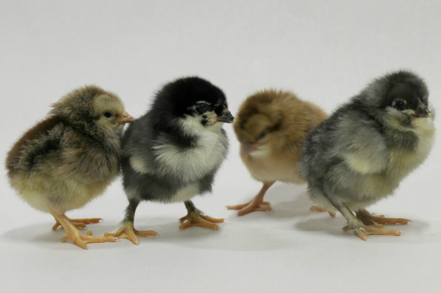 Day Old Chick Identification Meyer Hatchery