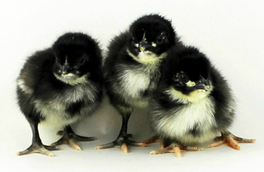 black baby chicken breeds