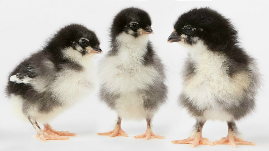 Black Baby Chicken Breeds