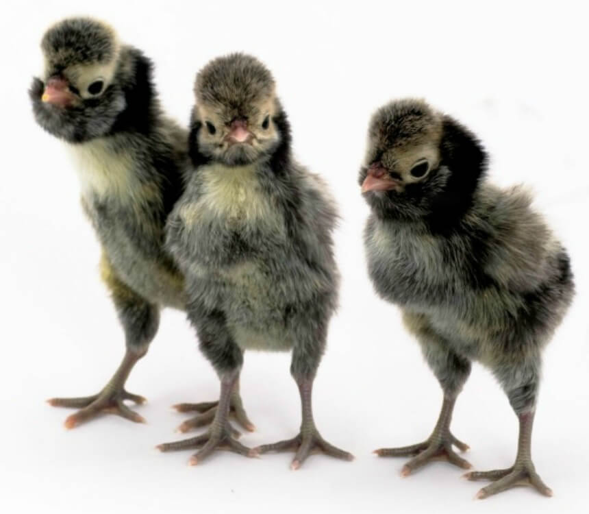 Baby Chick Breed Identification Chart