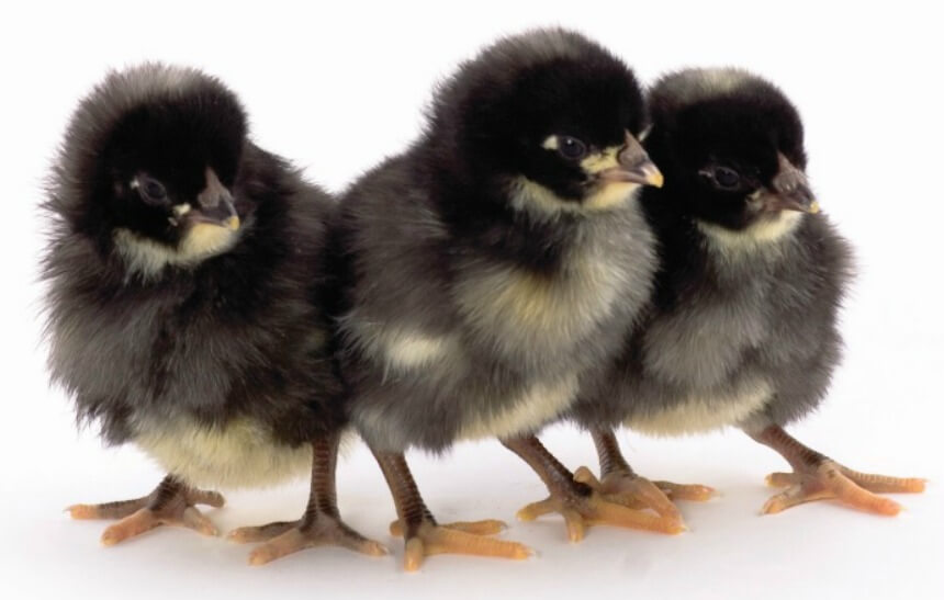 Baby Chick Breed Identification Chart