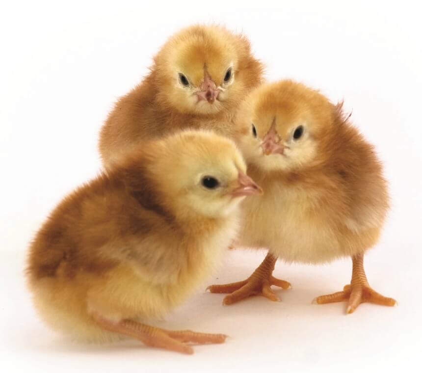 Brown Chicks