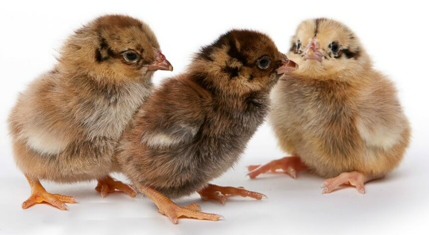 Baby Chick Breed Identification Chart