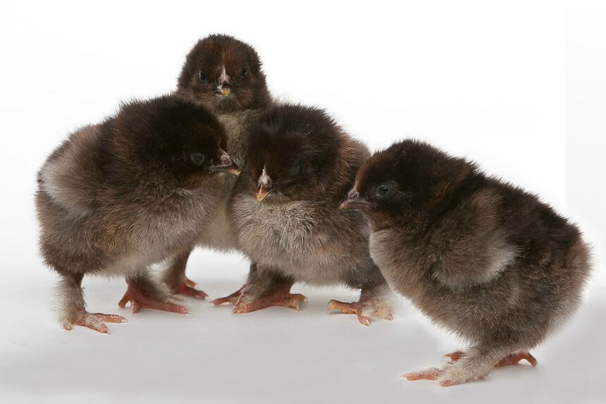 Partridge_Cochin_Chicks.jpg