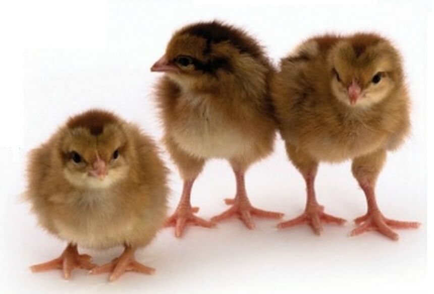 Day Old Chick Identification Meyer Hatchery 