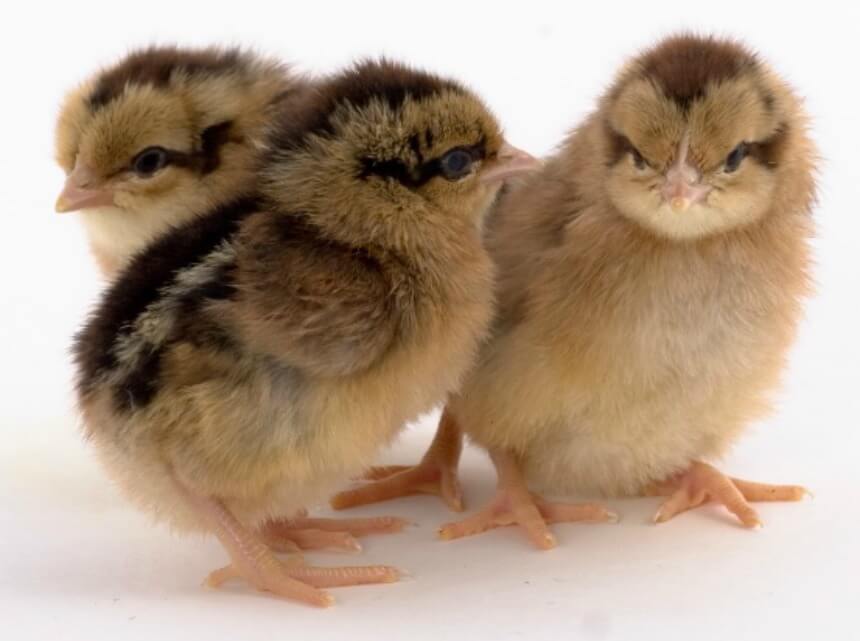 Chick Identification Picture Chart