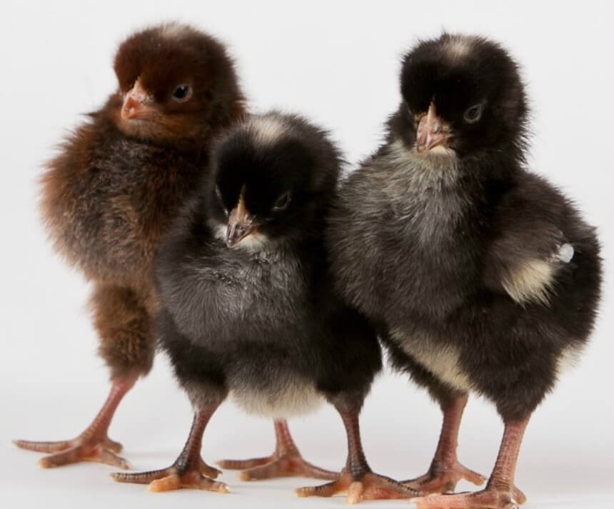 black baby chickens