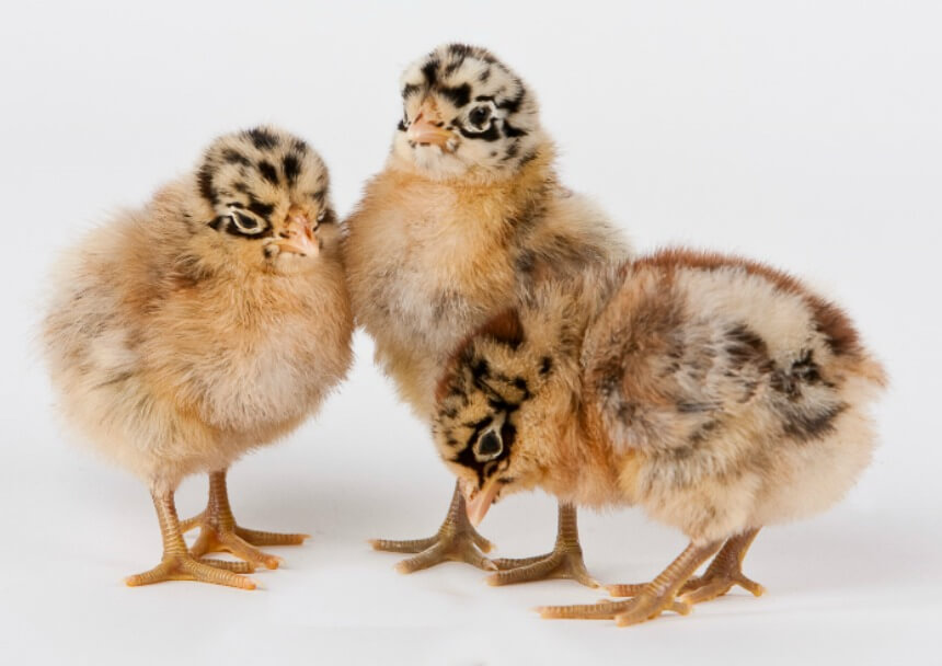 Day Old Chick Identification – Meyer Hatchery