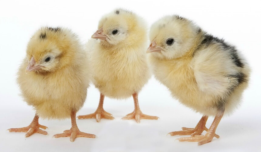 yellow baby chickens