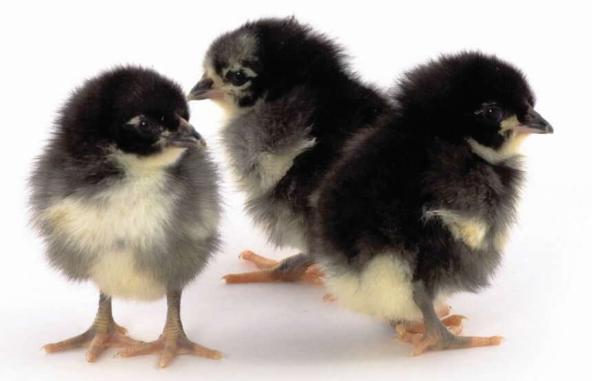 name of black and white chickens