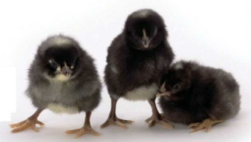 black baby chicken breeds