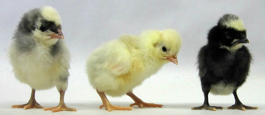 yellow baby chickens