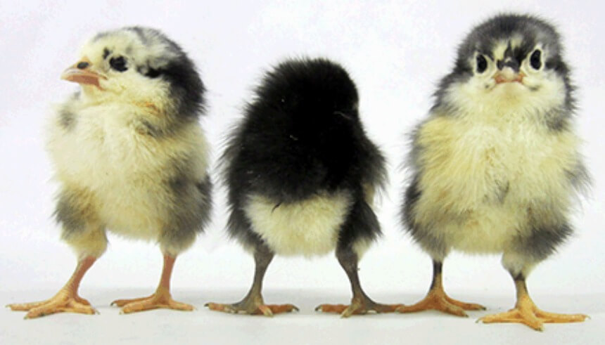 Bantam Chick Identification Chart