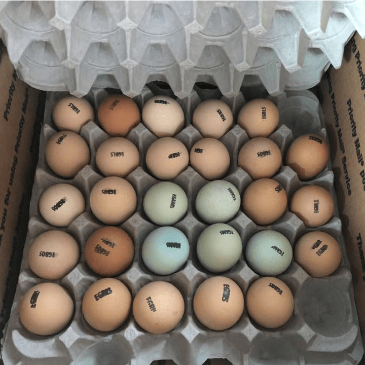 hatching_eggs_stamped.png