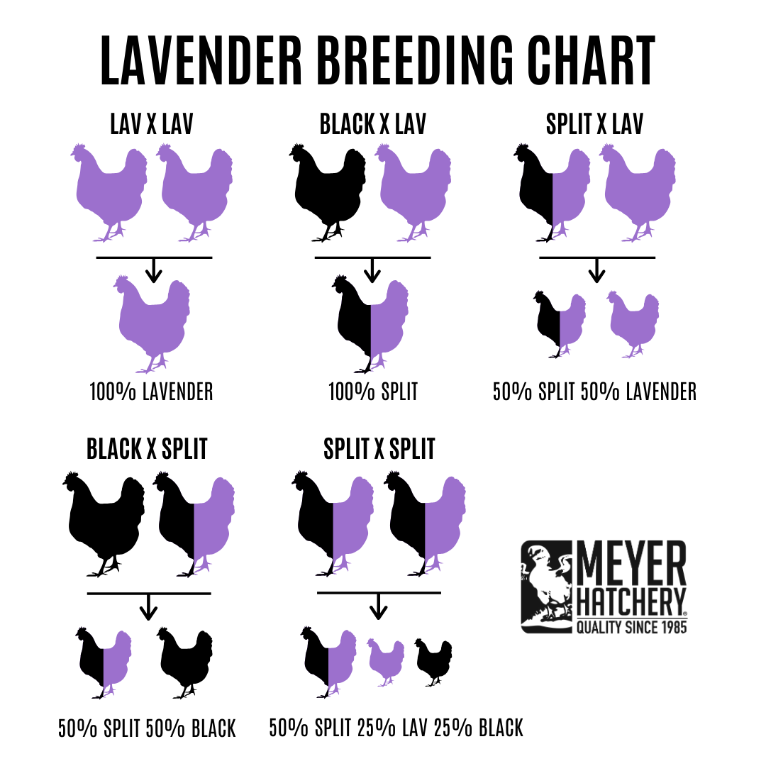 Black Split to Lavender Genetics – Meyer Hatchery
