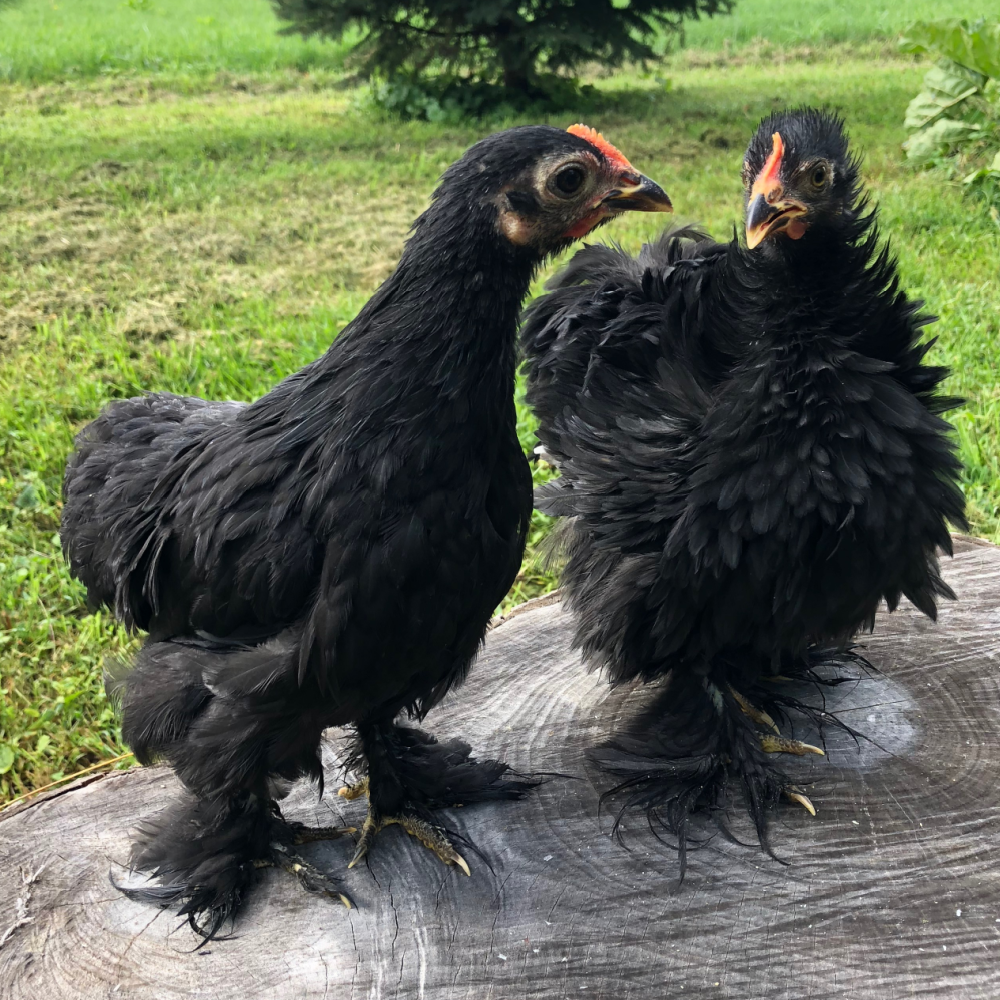 Frizzle Presentation In Poultry Why Isn T My Frizzle Chick Frizzle Meyer Hatchery