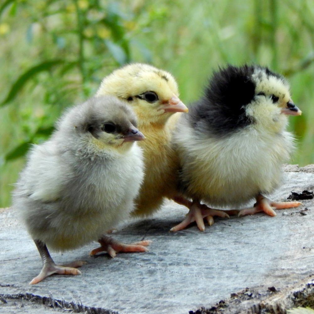 Day Old Chick Identification – Meyer Hatchery