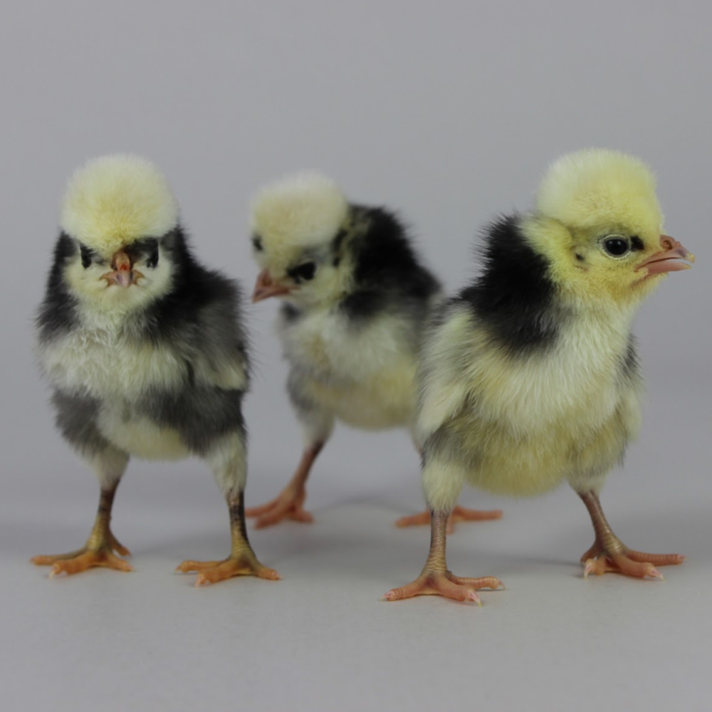 White_Crested_Black_Polish_Chickens__3_.png