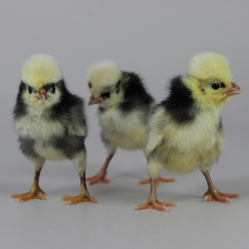 Day Old Chick Identification Meyer Hatchery