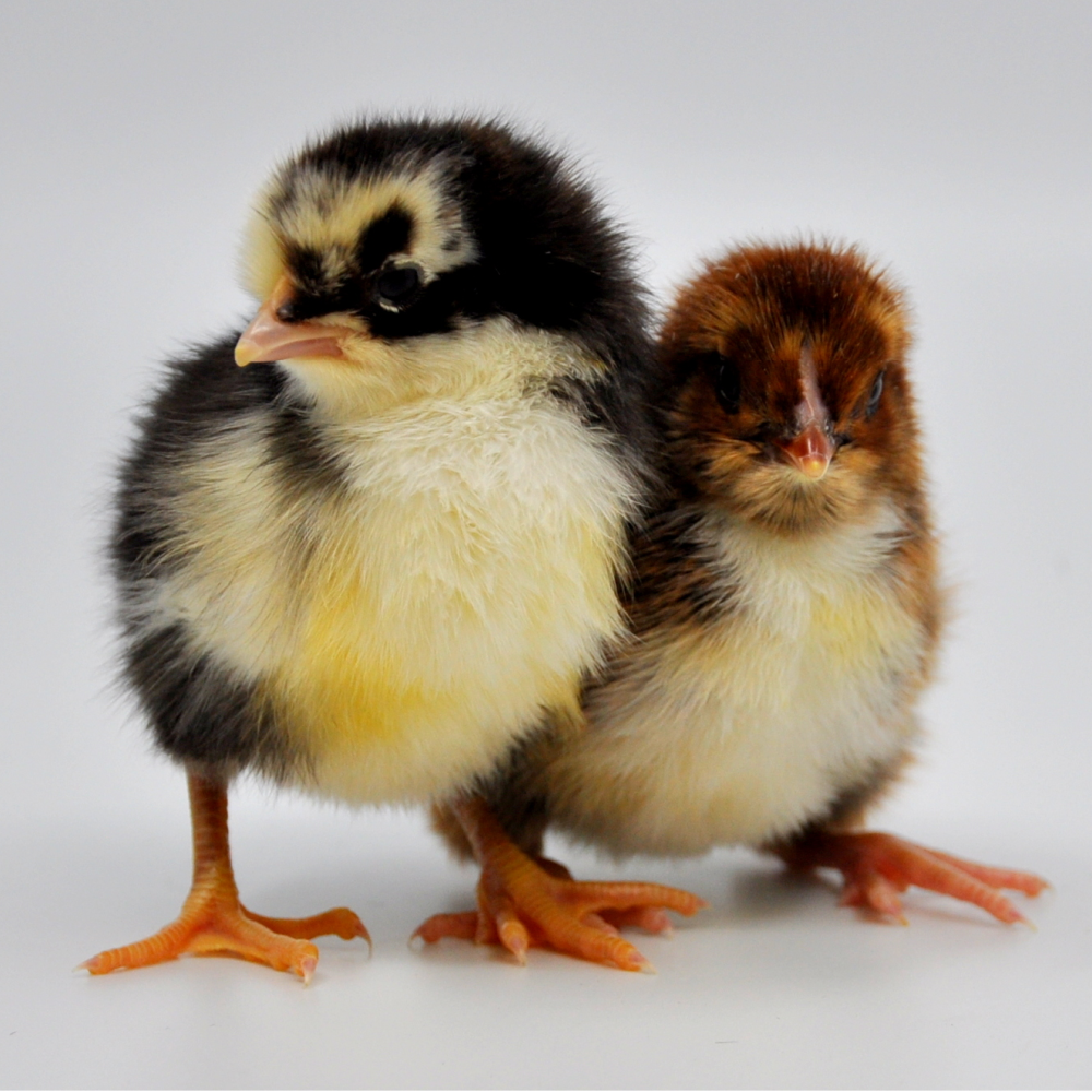 yellow baby chickens