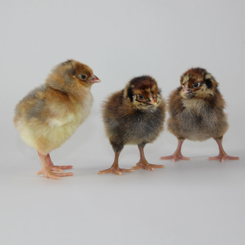 Day Old Chick Identification Meyer Hatchery