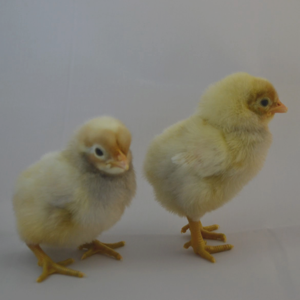 Frost_White_Legbar_Chickens__4_.png