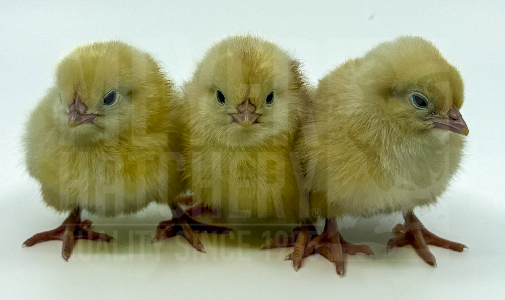 Basque Hen Chick ID.png