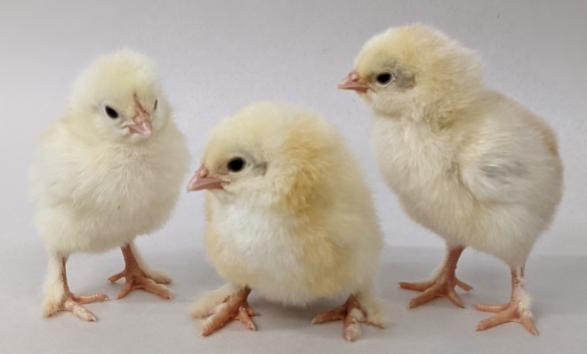 Wheaten_Marans_Day_Old_Chicks__2_.png