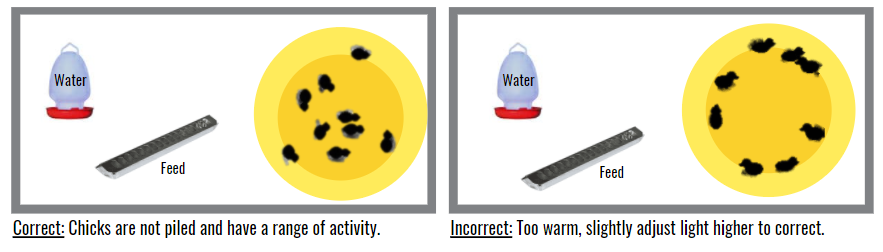 Waterfowl_Brooding_Temperature.png