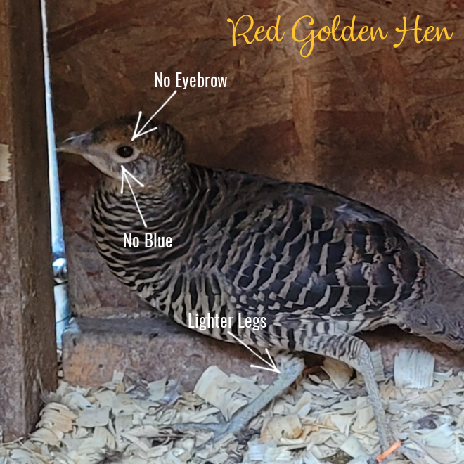 Red_Golden_Hen_ID.png