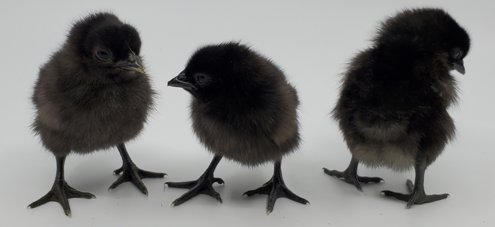 black baby chickens