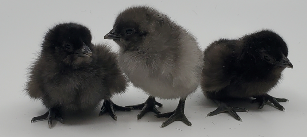 black baby chickens