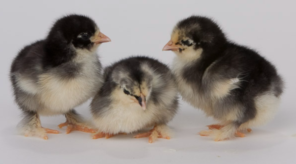 identify bantams