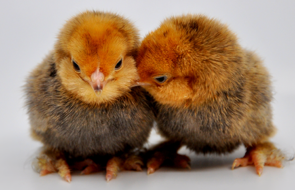 identify bantams