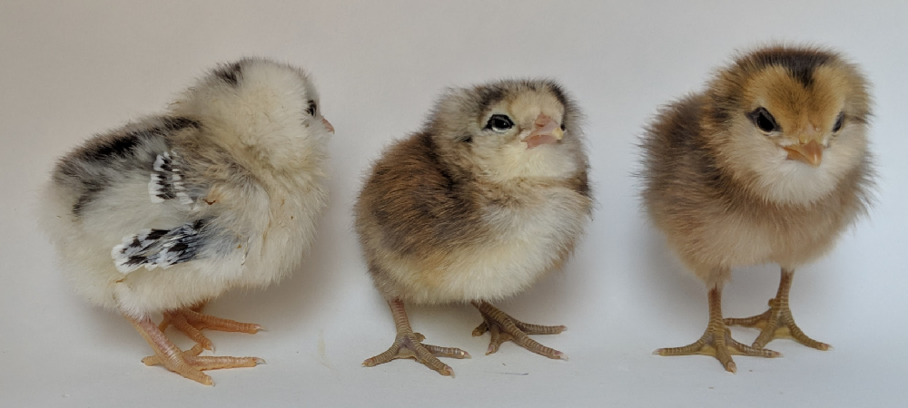 identify bantams