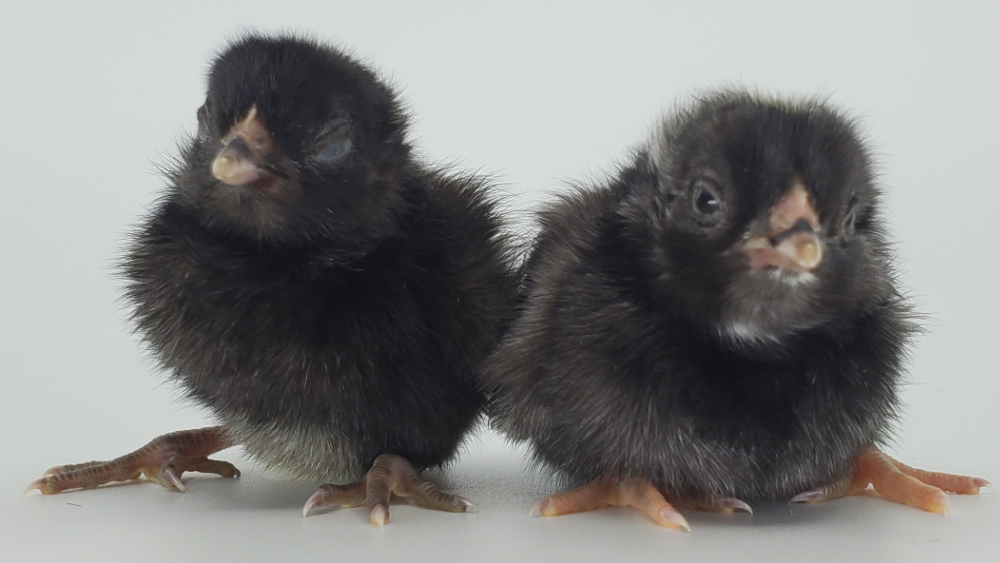 identify bantams