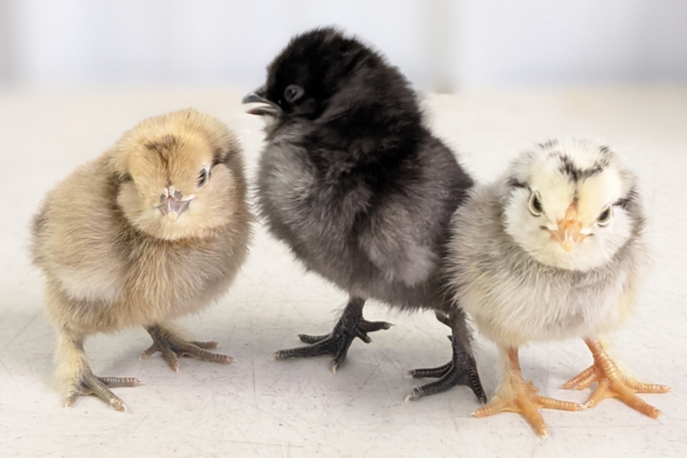 identify bantams