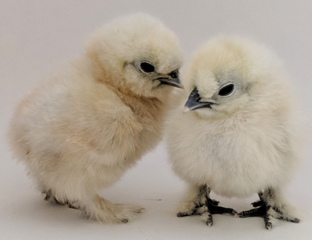 White_Silkie_Bantam_Chick_ID.png