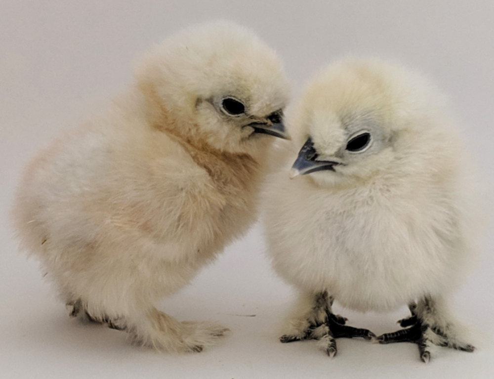 identify bantams