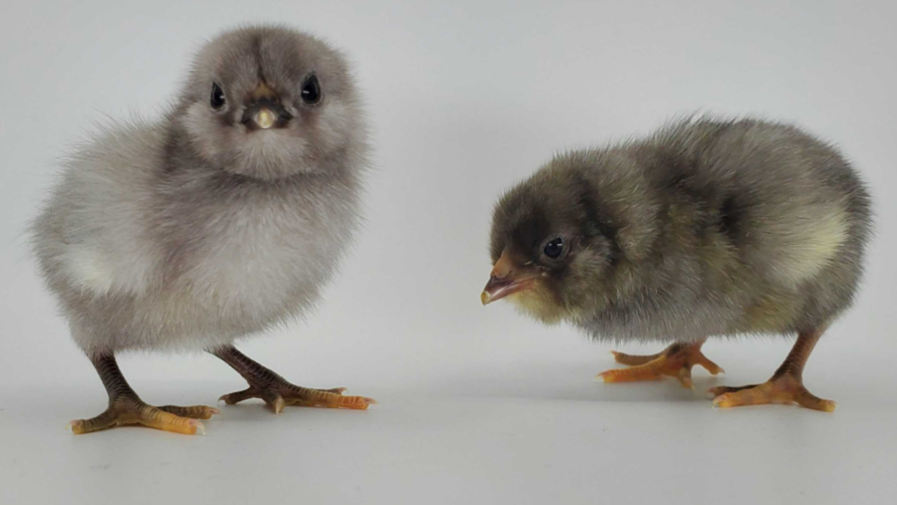 identify bantams