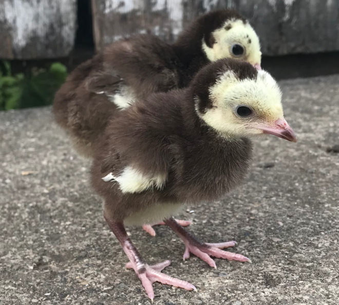 Day Old Turkey Poult Identification Meyer Hatchery