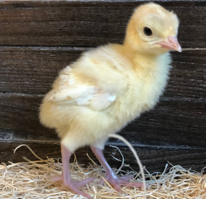 Day Old Turkey Poult Identification Meyer Hatchery